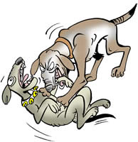 The Foolish Dog The Foolish Dog